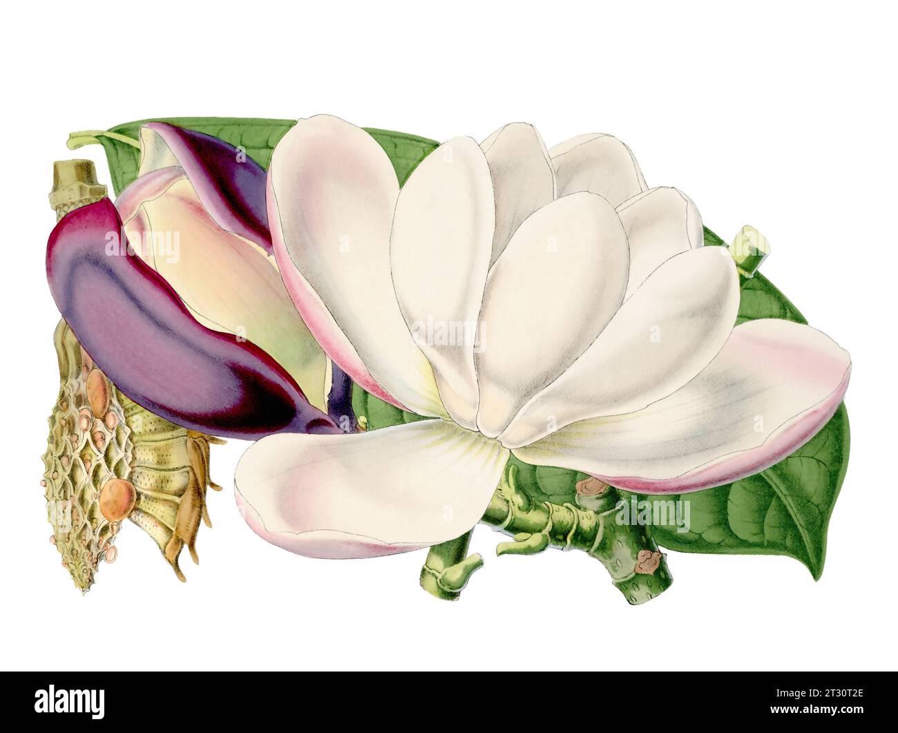 Colorful Magnolia Flower Illustration: A digital vintage-style flower on a plain white background. Stock Photo