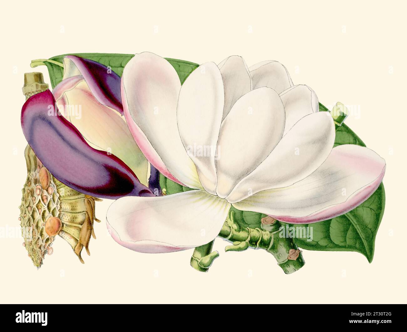 Colorful Magnolia Flower Illustration: A digital vintage-style flower on a plain beige background. Stock Photo