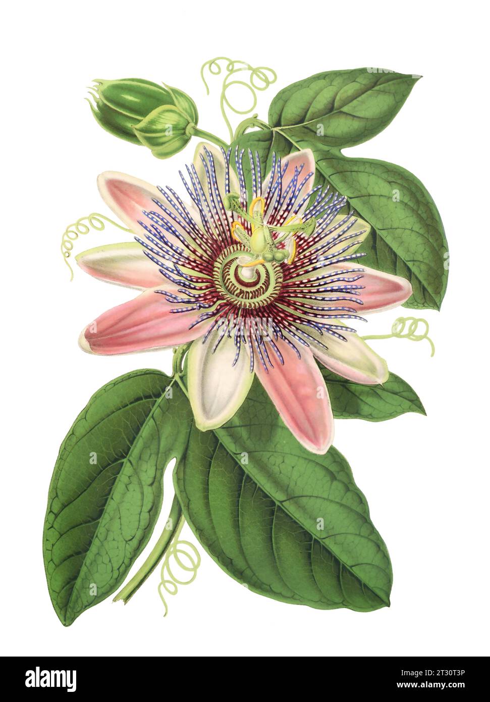 Colorful Passion Flower Illustration: A digital vintage-style flower on a plain white background. Stock Photo