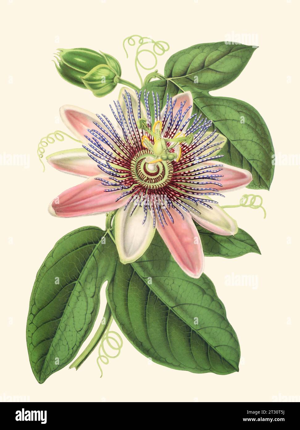 Colorful Passion Flower Illustration: A digital vintage-style flower on a plain beige background. Stock Photo