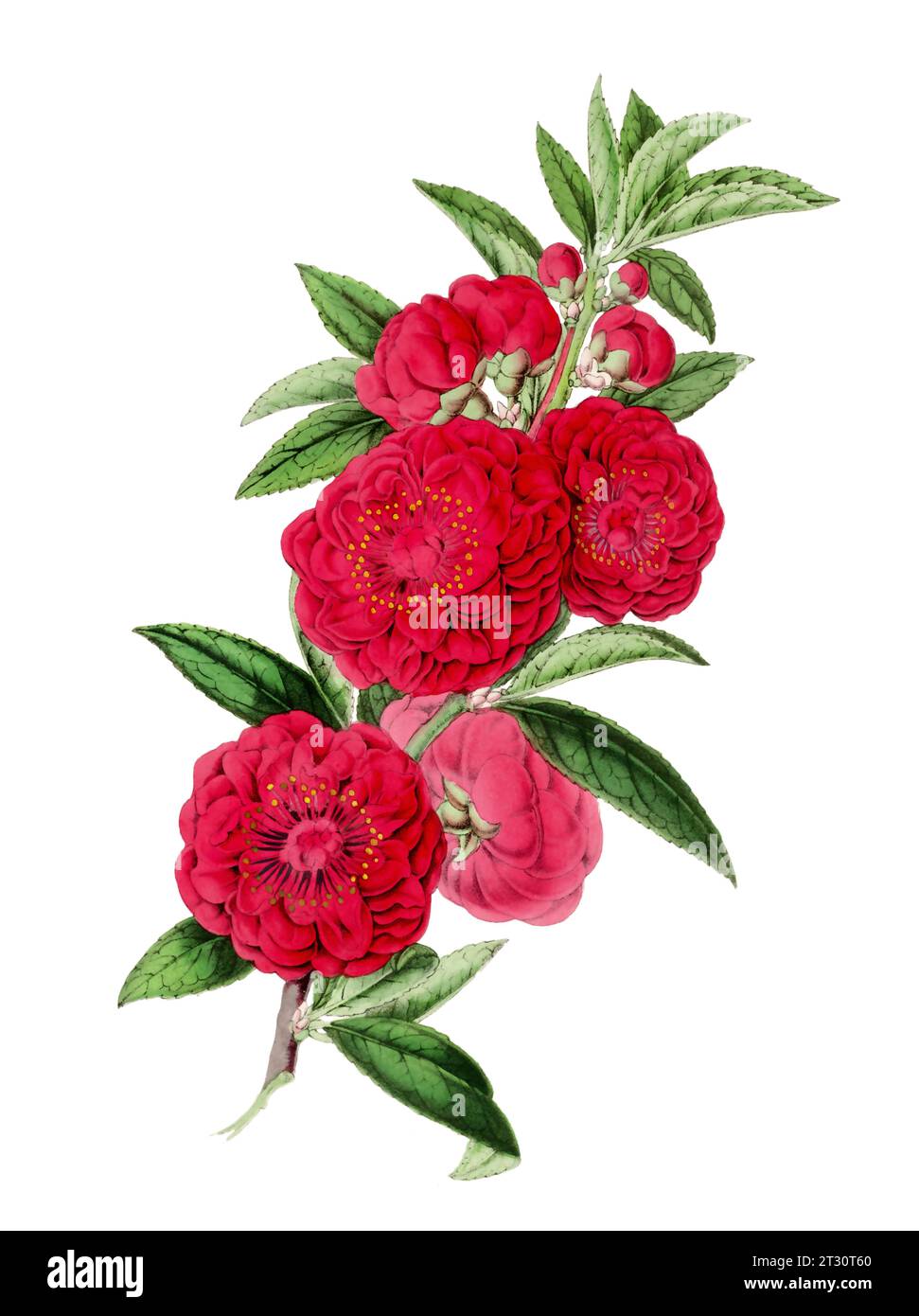 Colorful Camellia Flower Illustration: A digital vintage-style flower on a plain white background. Stock Photo