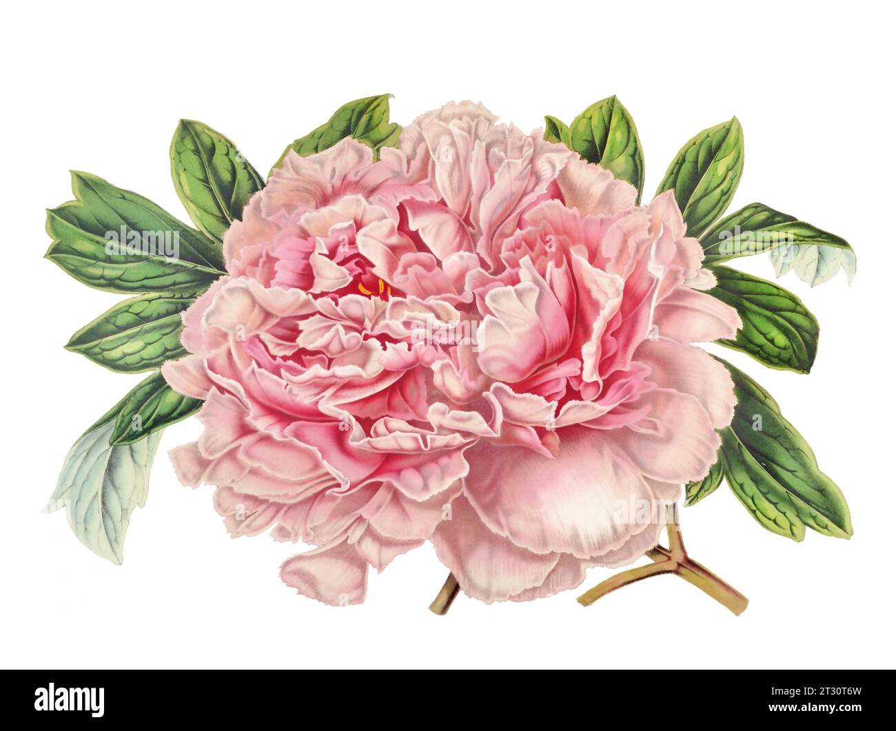 Colorful Peony Flower Illustration: A digital vintage-style flower on a plain white background. Stock Photo