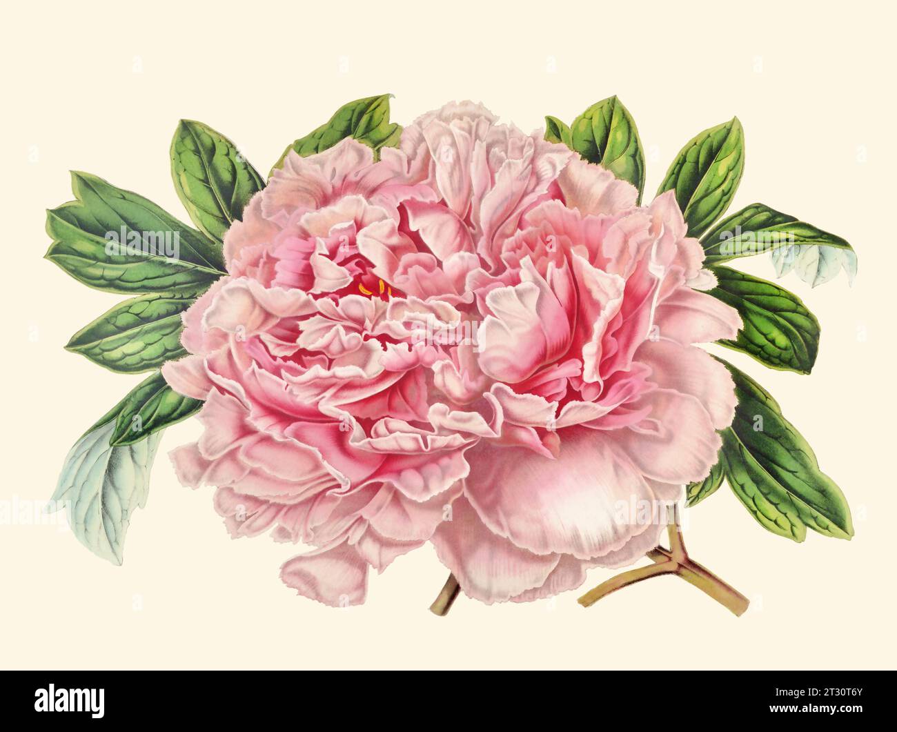 Colorful Peony Flower Illustration: A digital vintage-style flower on a plain beige background. Stock Photo