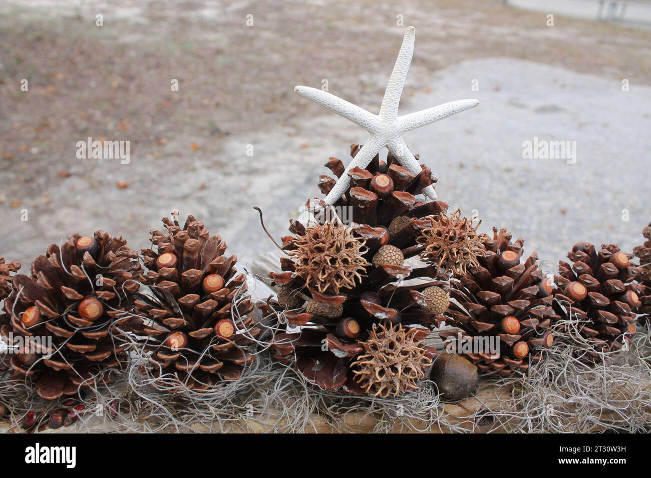 Christmas Display created from Natural Objects (Beach Theme Display) Stock Photo
