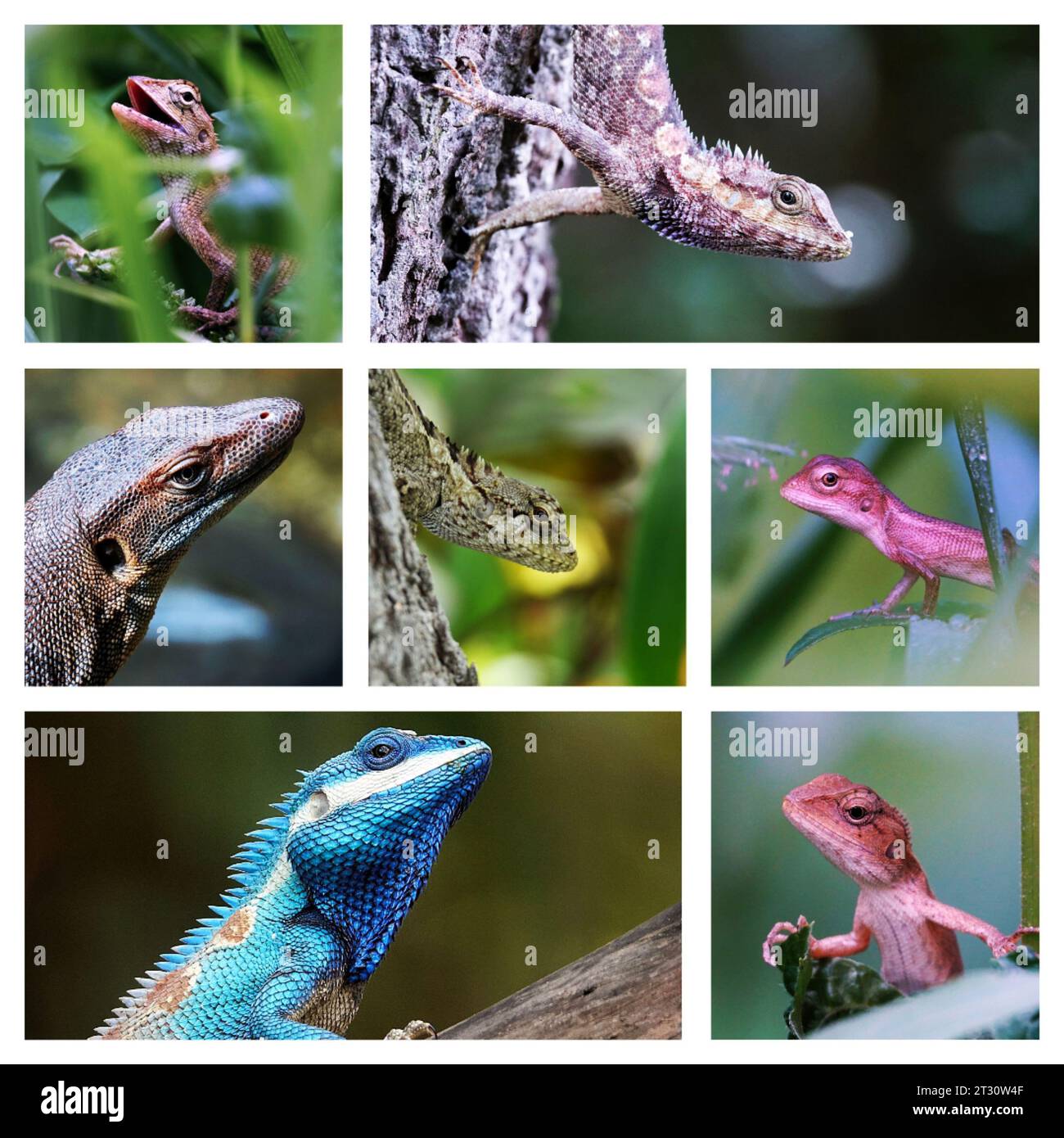 A set of vibrant photographs with multiple species of lizards perched on trees and foliage Stock Photo