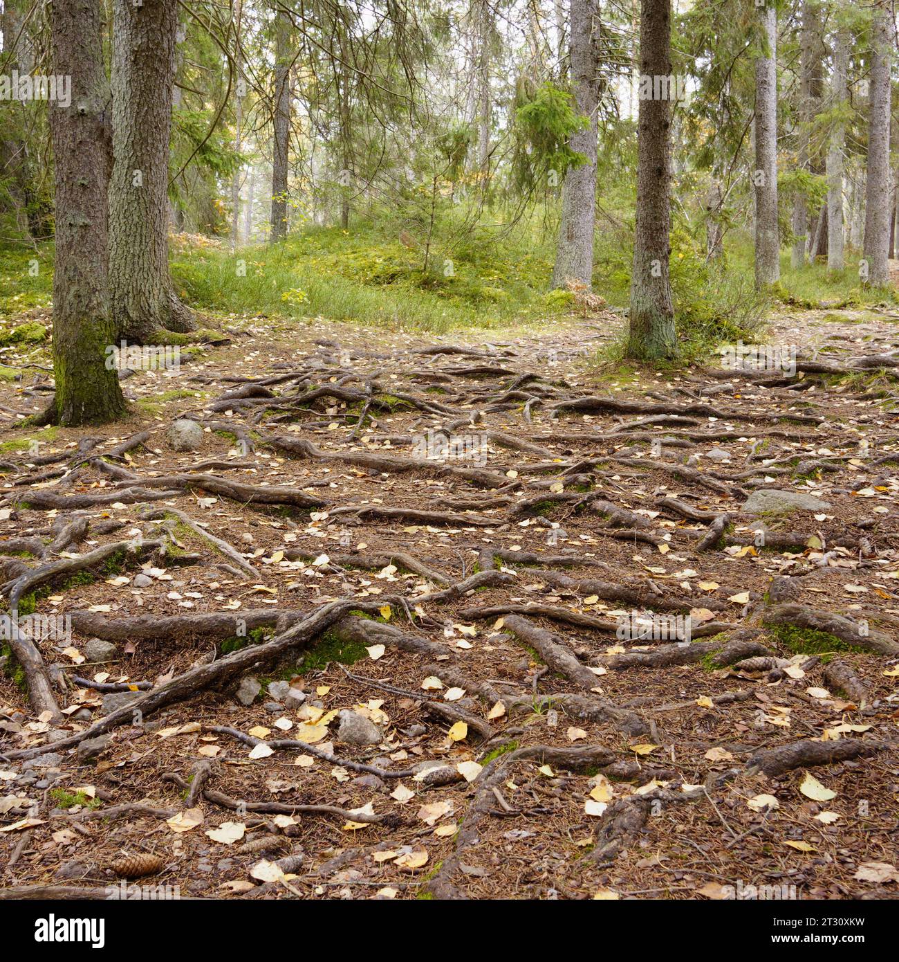 Wooden path through a forest Stock Photo