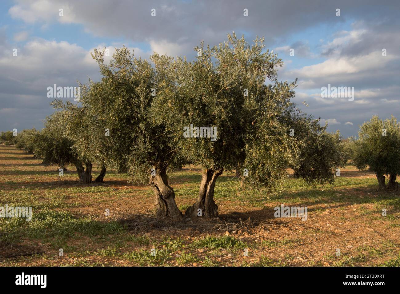 Paisaje de olivar, fuente de aceite de oliva virgen extra Stock Photo