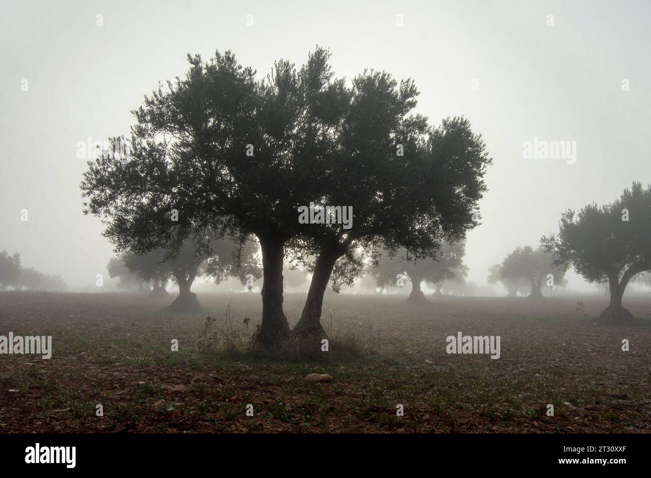 Amanecer con niebla en olivar español Stock Photo