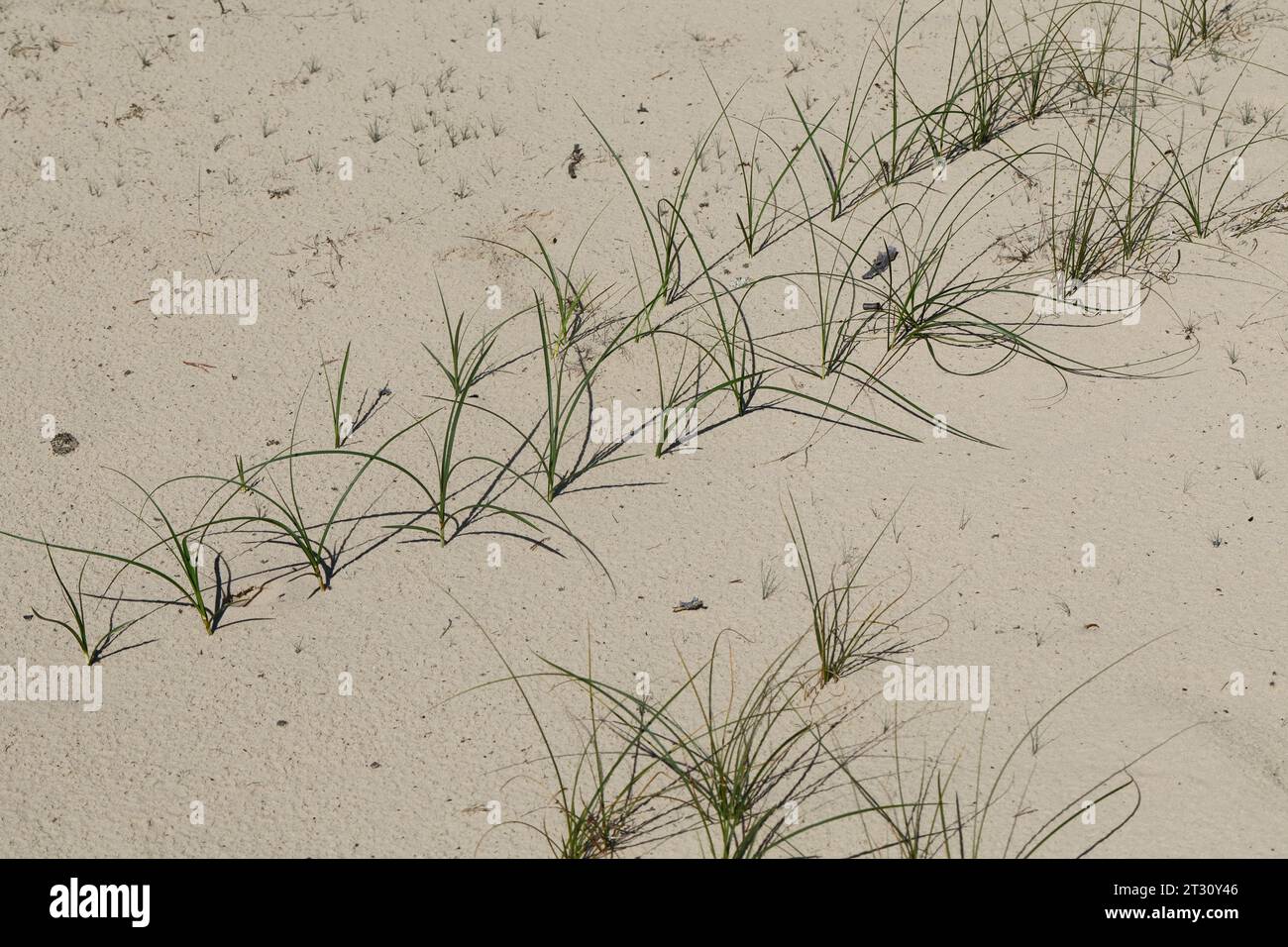 Sand-Segge, Sandsegge, Segge, Carex arenaria, Sand Sedge, La laîche des sables Stock Photo