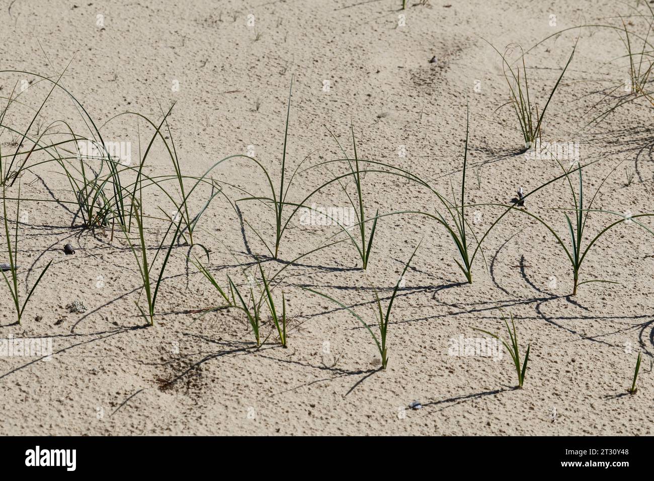 Sand-Segge, Sandsegge, Segge, Carex arenaria, Sand Sedge, La laîche des sables Stock Photo