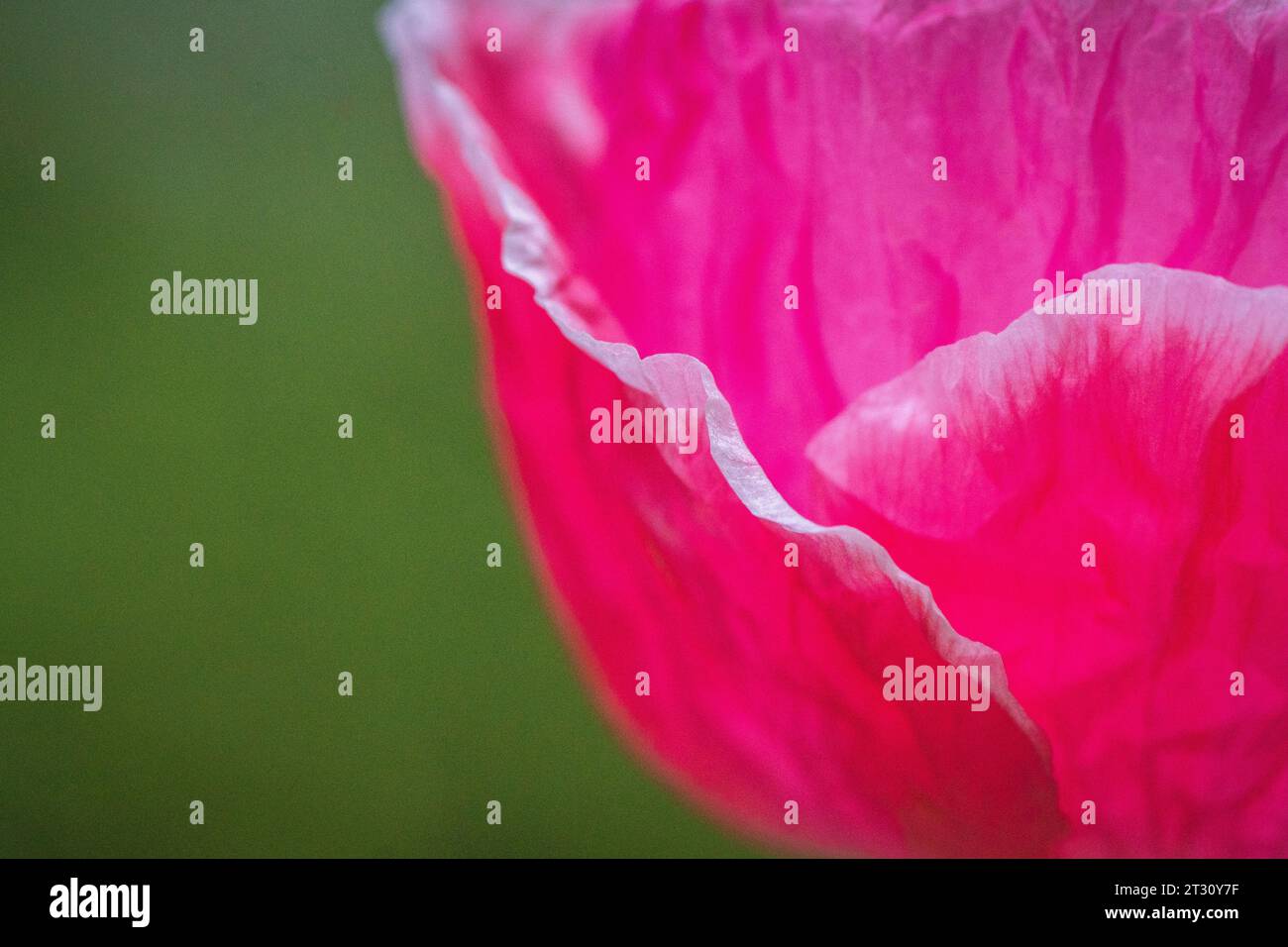 Texas spring wildflowers, poppies, larkspur, bees, butterflies, pollinators, native plants garden, pink, white, red, yellow Stock Photo