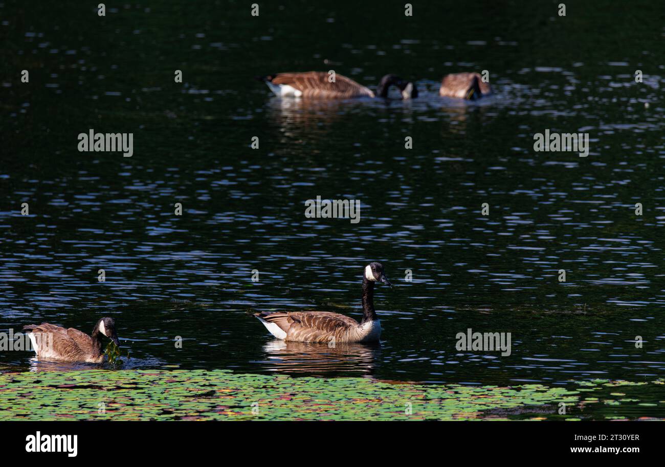 Canadian Geese swimming on Lake. Stock Photo