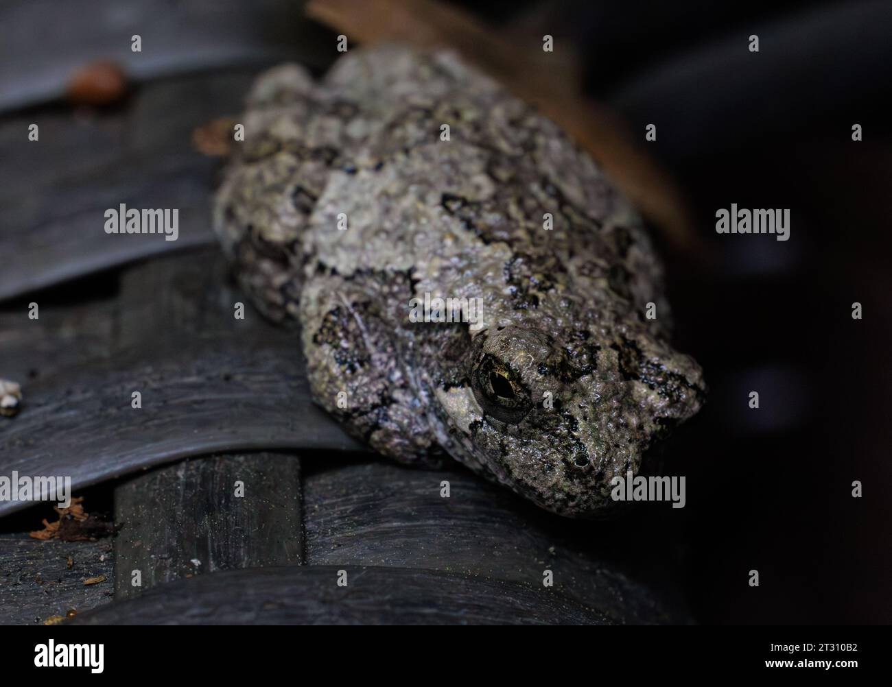 Grey Tree Frog Blending into the environment Stock Photo