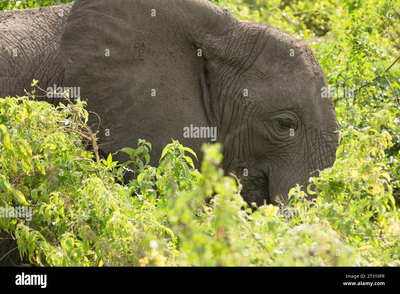 African elephant feeding in dense scrub, Addo Elephant Park, South Africa. Stock Photo