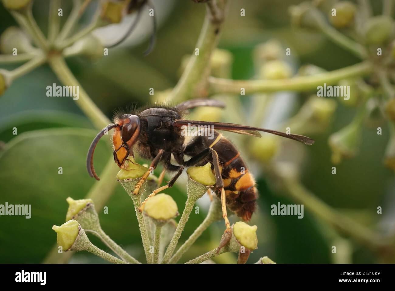 Natural closeup on the invasive Asian hornet, Vespa velutina, feeding on flowering Ivy, Hedera helix Stock Photo