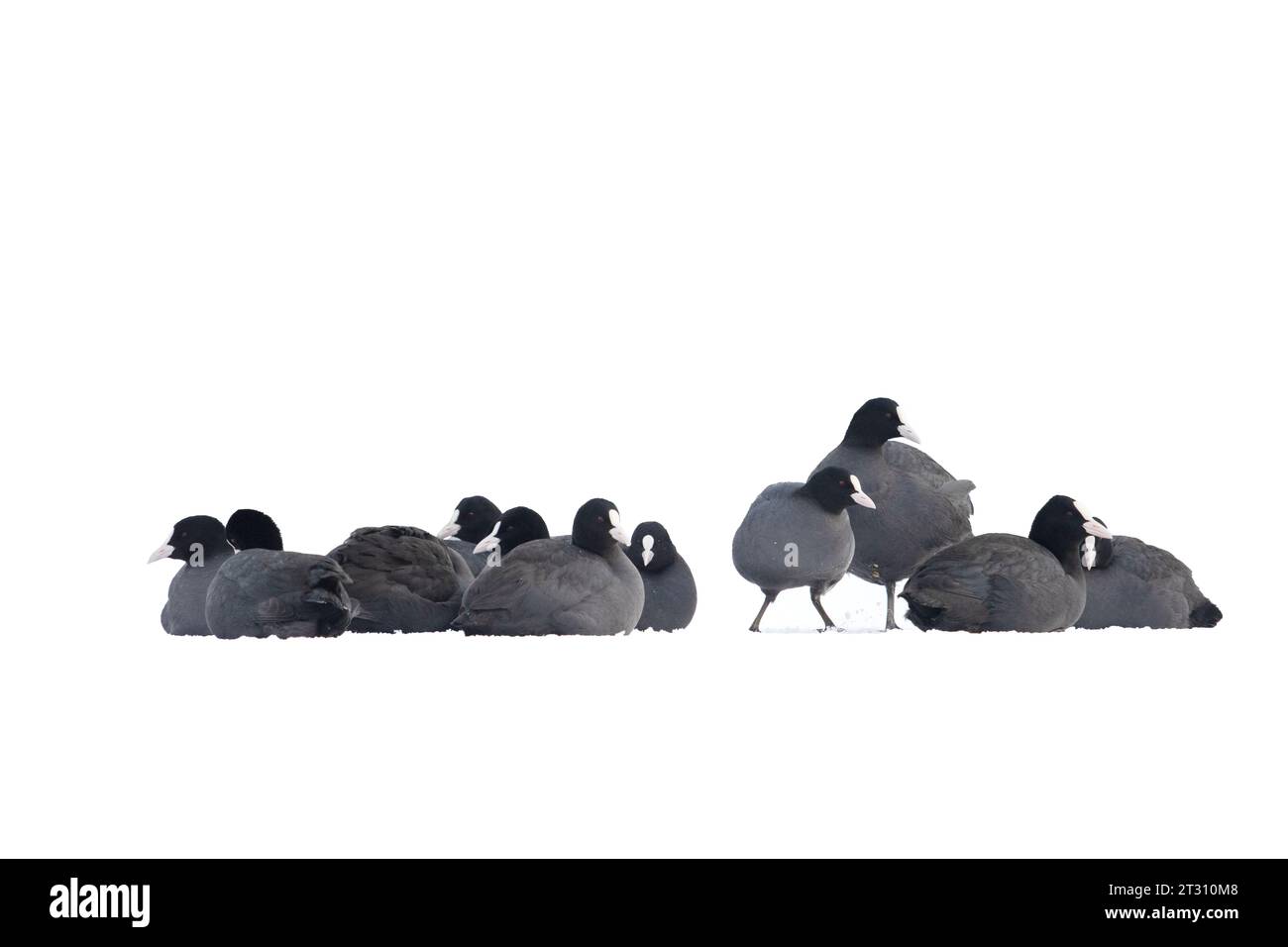 coots sit in a flock on the snow basking on a winter day Stock Photo