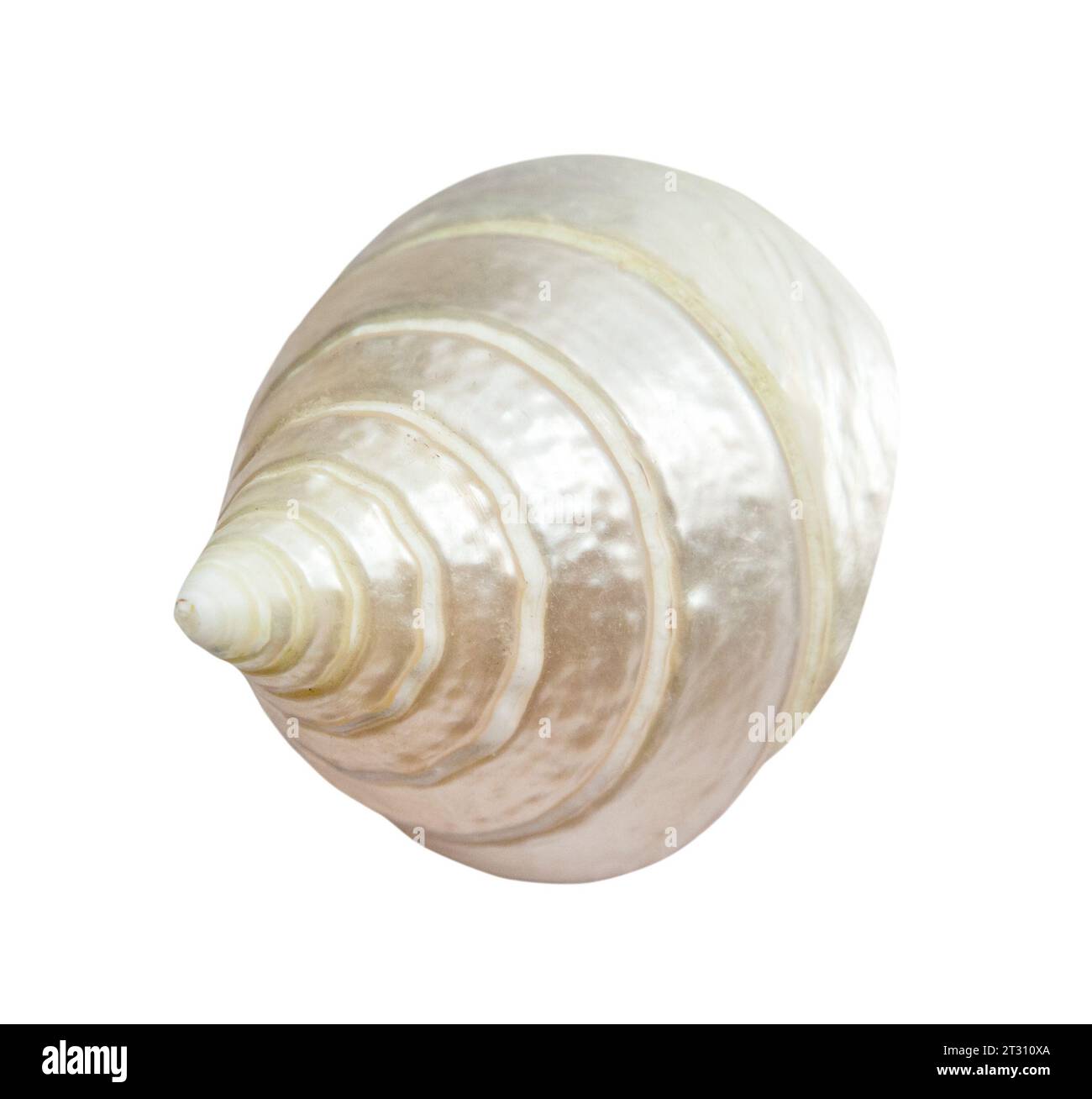 dried spiral shell of sea snail isolated on white background Stock Photo