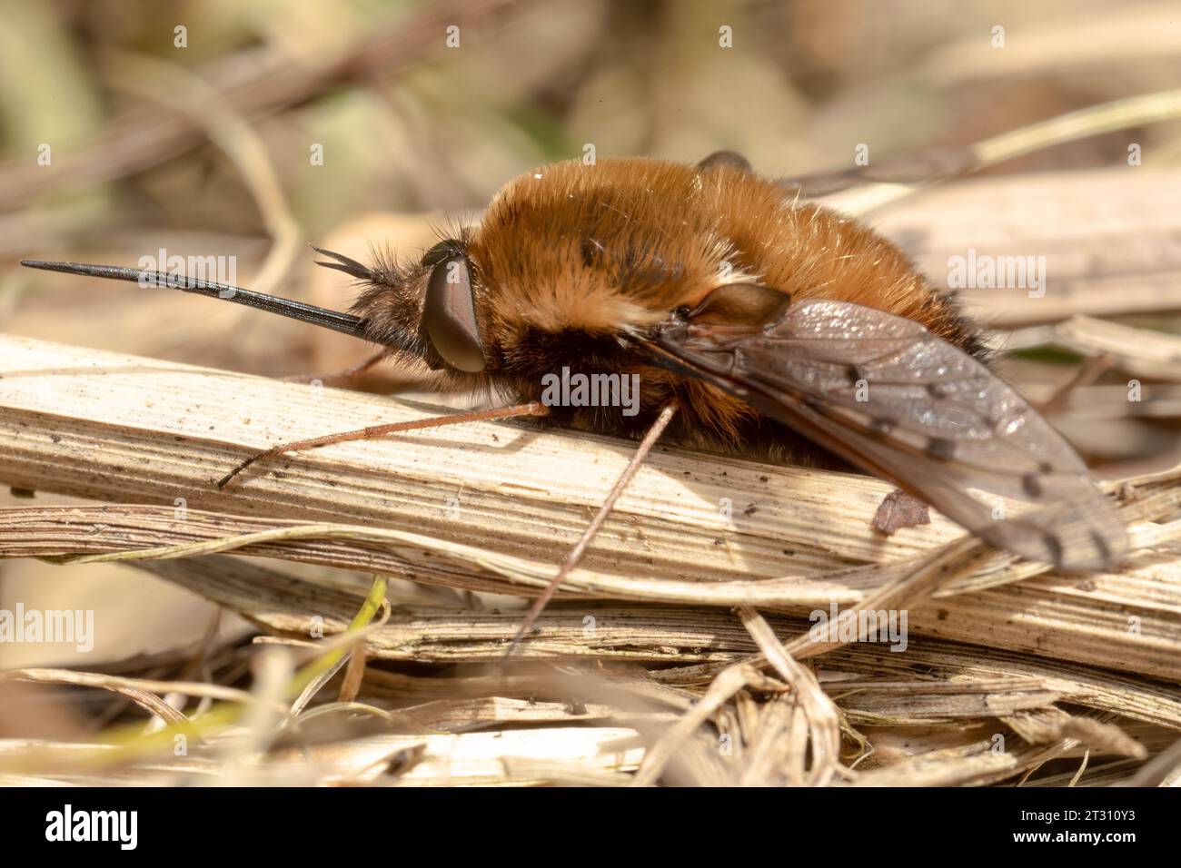 A Dark-edged Bee-fly basking in the Spring sun, showing its massive proboscis, adapted for drinking nectar from flowers, like a humming bird. Stock Photo