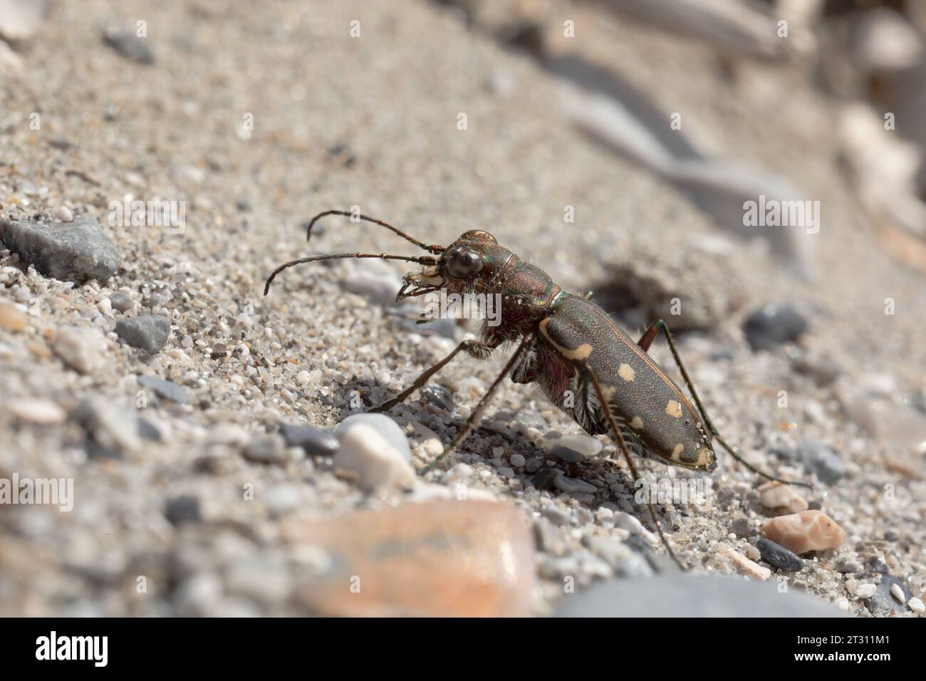 A Littoral Tiger Beetle in its natural habitat on a beach in Corfu, Greece. Stock Photo