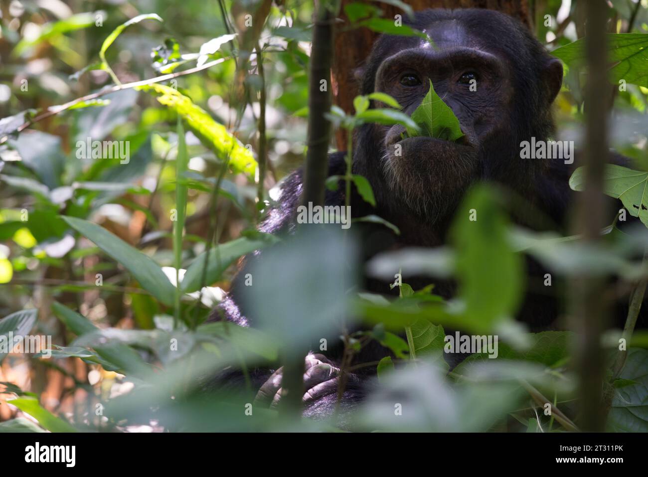 Adult chimpanzee relaxing against a tree and eating a leaf, Kibale forest, Uganda. Stock Photo