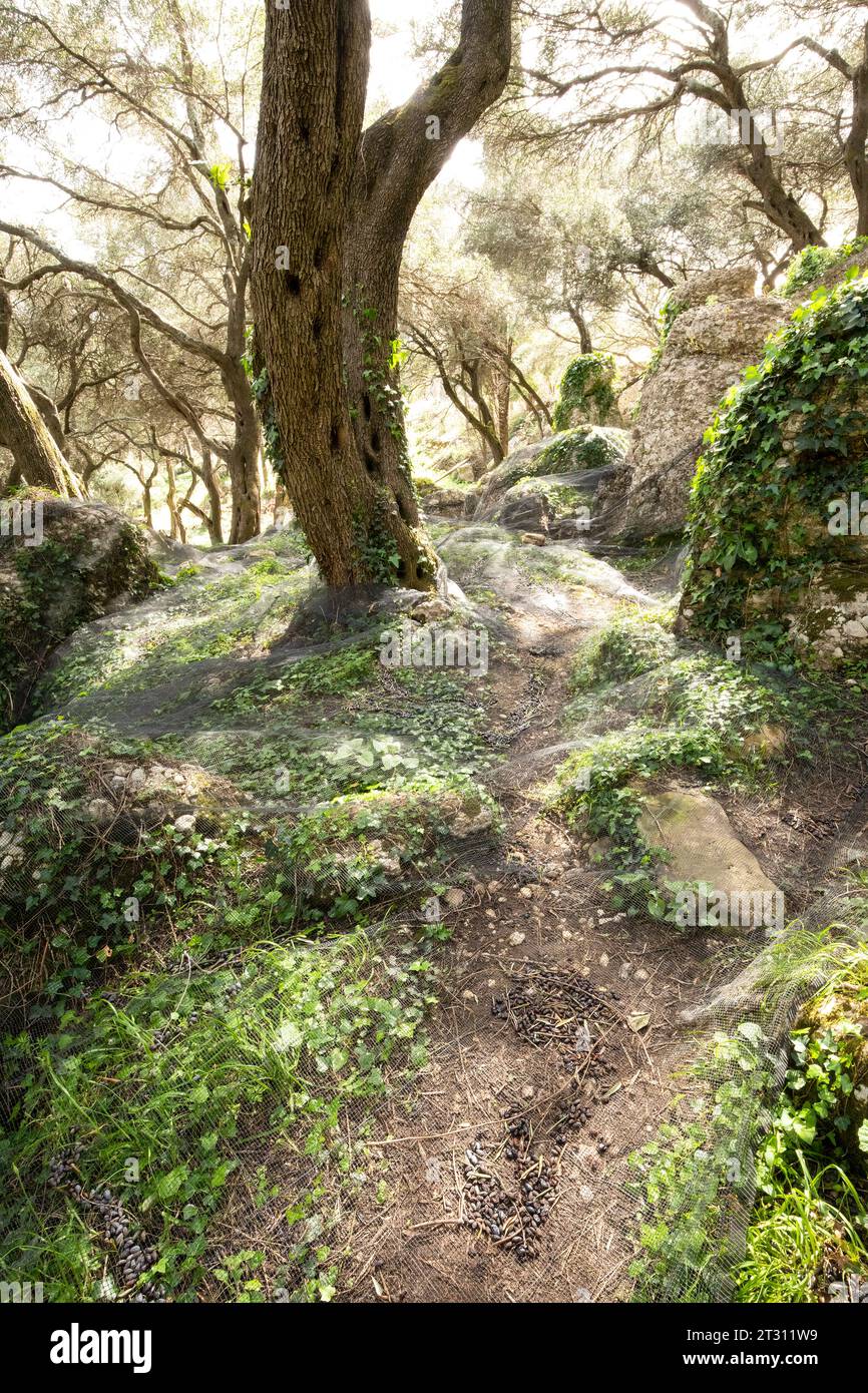 A Corfu olive grove carpeted with netting to catch falling olives - a modern upgrade to traditional agriculture. Stock Photo