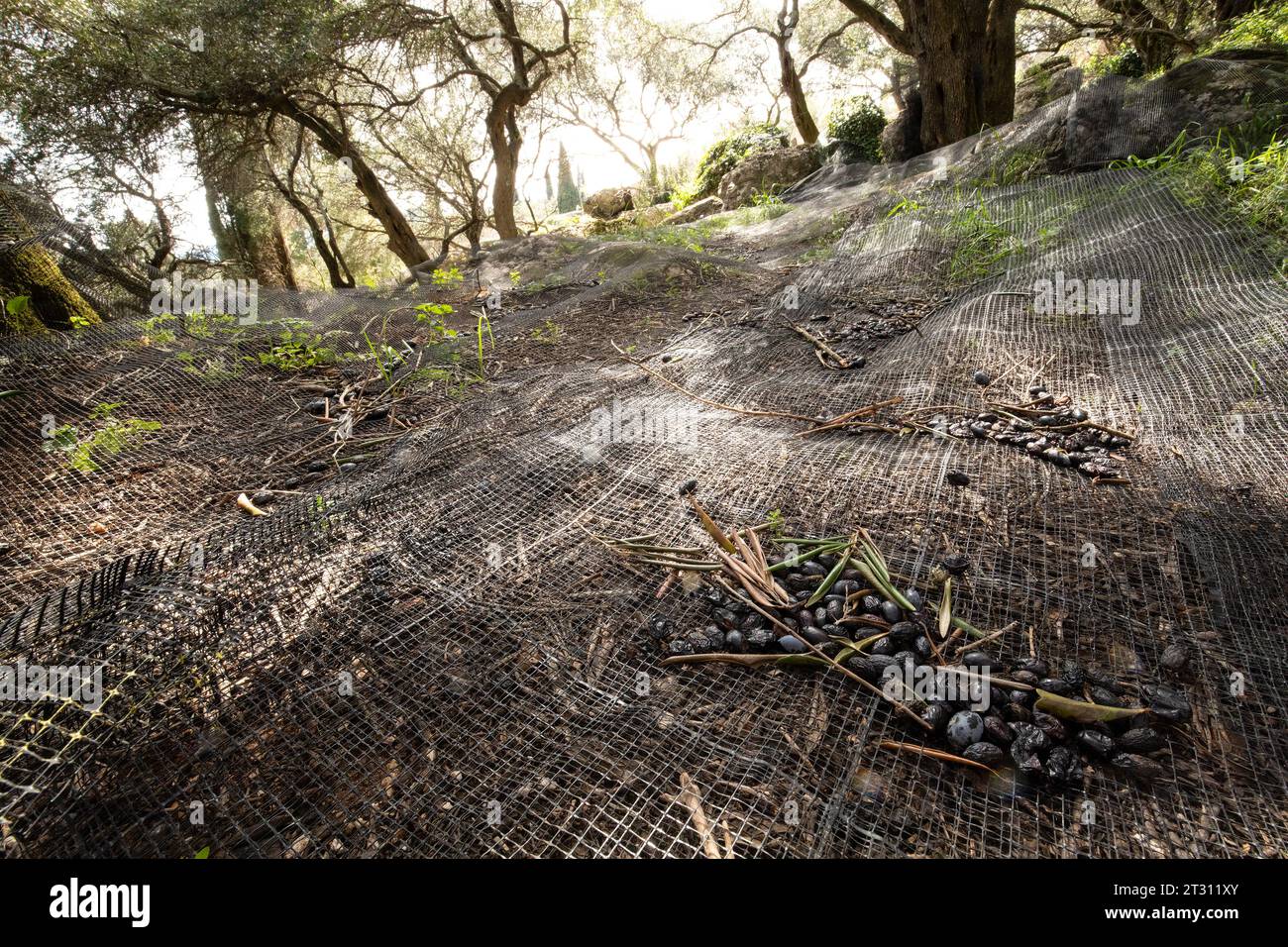 A Corfu olive grove carpeted with netting to catch falling olives - a modern upgrade to traditional agriculture. Stock Photo