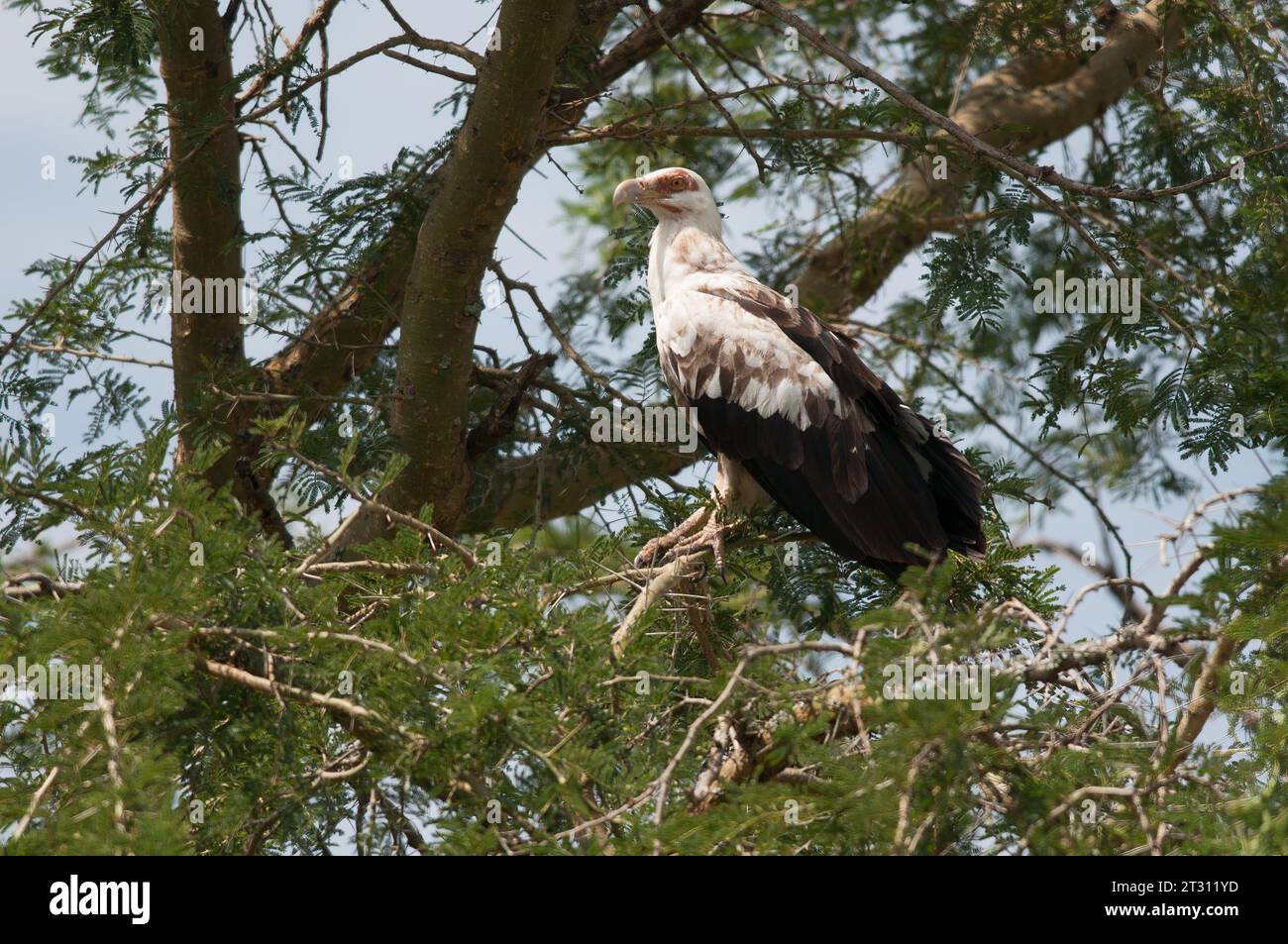 The fruit-eating Palm-nut Vulture perched in the tree tops of a Ugandan woodland. Stock Photo