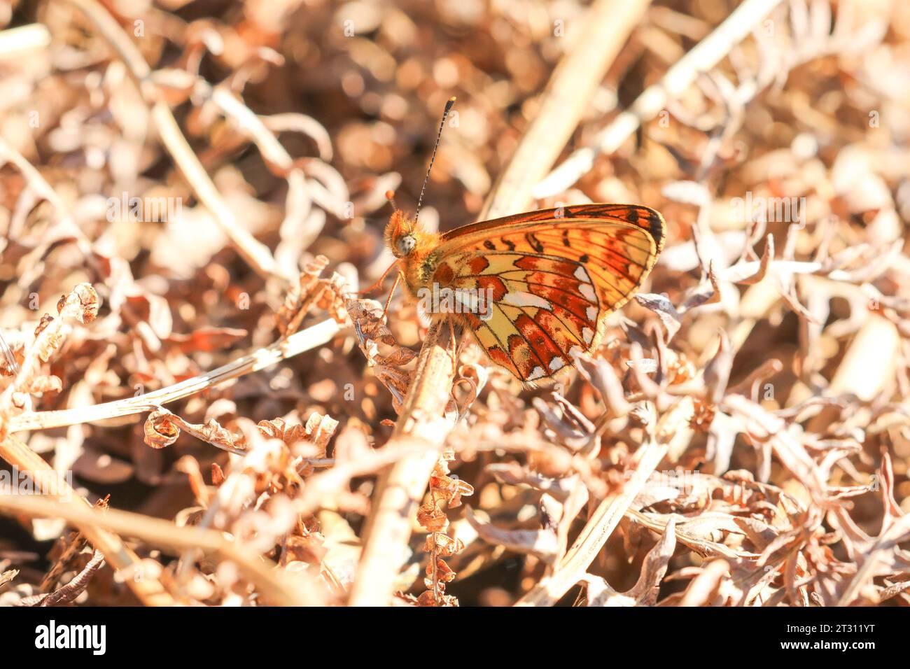 A Pearl-bordered Fritillary Butterfly basking in the sunshine. A declining species in the UK. Stock Photo
