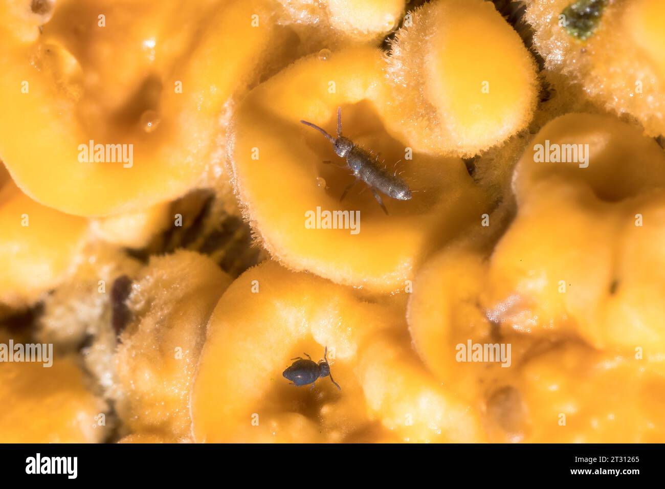 Springtails & fungi, some of the detritivores that break down organic material, recycling it and driving the nutrient cycle: a key ecosystem process. Stock Photo