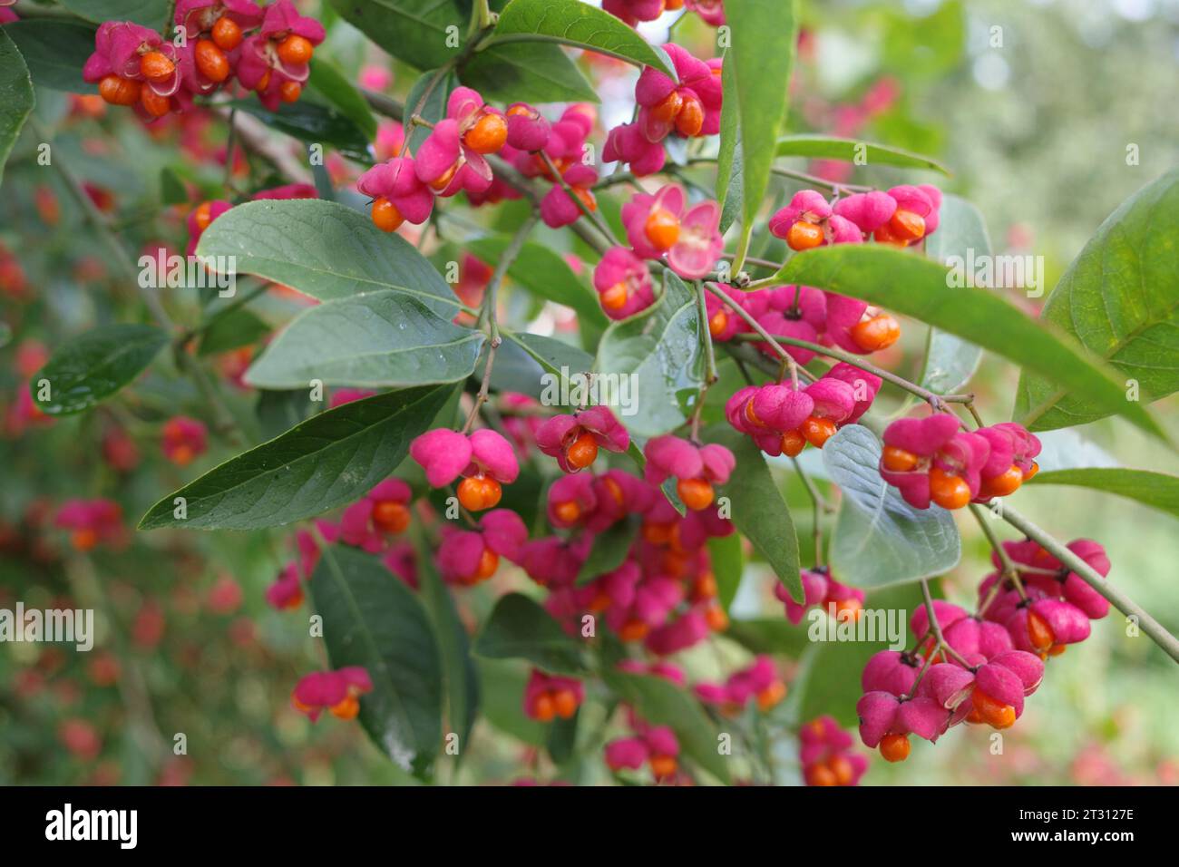 Opened Euonymus europaeus or common spindle flowers with orange poisonous fruits Stock Photo