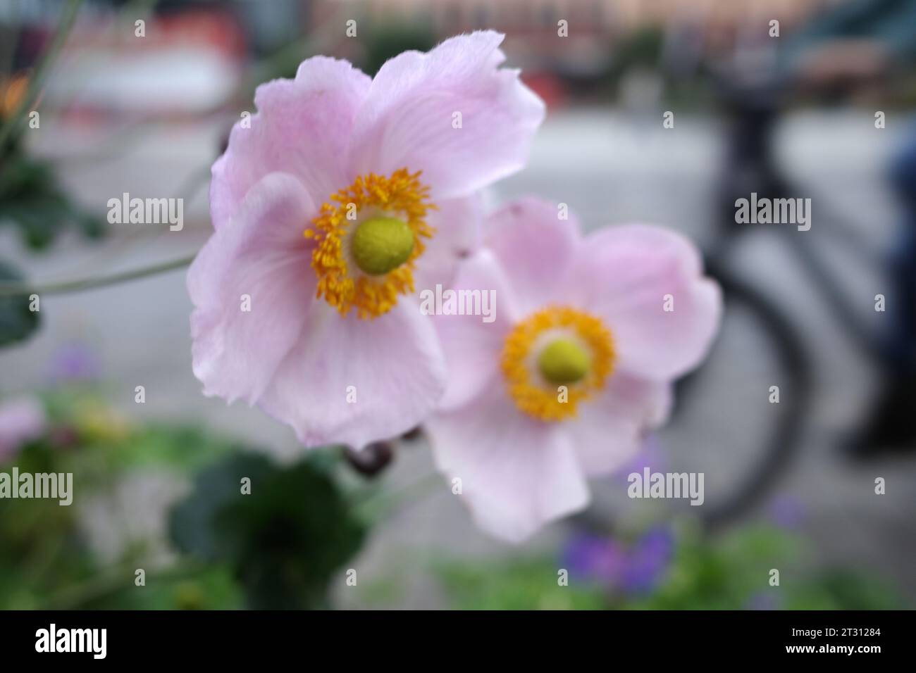 Pink anemone hupehensis or Japanese windflower in close-up. In the background the silhouette of a bicycle. Square in Assen, the Netherlands Stock Photo