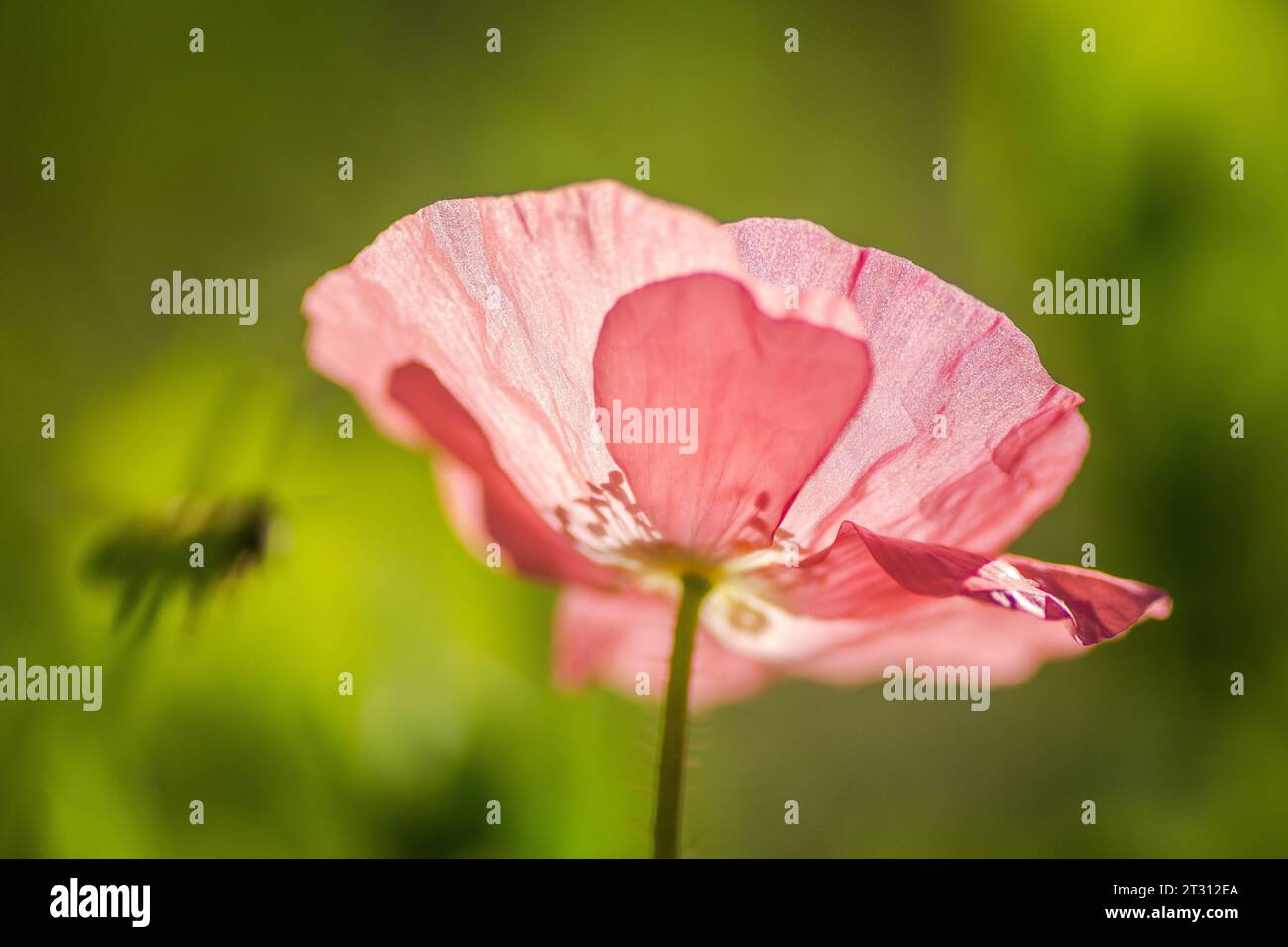 Texas spring wildflower, poppies, larkspur, pastel color, bright native