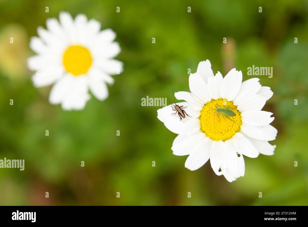 Crickets on flowers in a Corfu meadow, Greece. Stock Photo