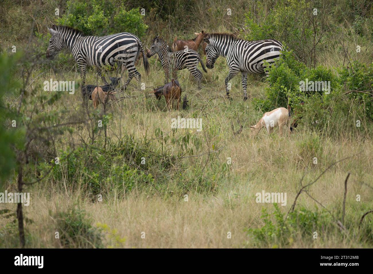 Zebra can be seen as competition to domestic livestock like goats, a low-level instance of human-wildlife conflict that conservation needs to address. Stock Photo