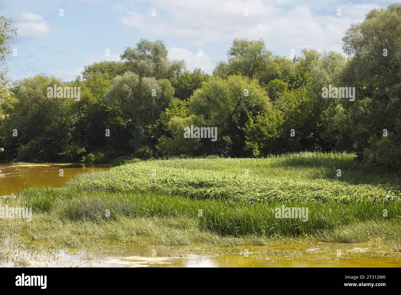 Summer landscape with river, trees, sky and tall sedge family grasses growing in the river. Stock Photo
