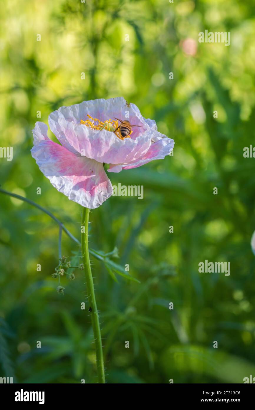 Texas spring wildflower, poppies, larkspur, pastel color, bright native