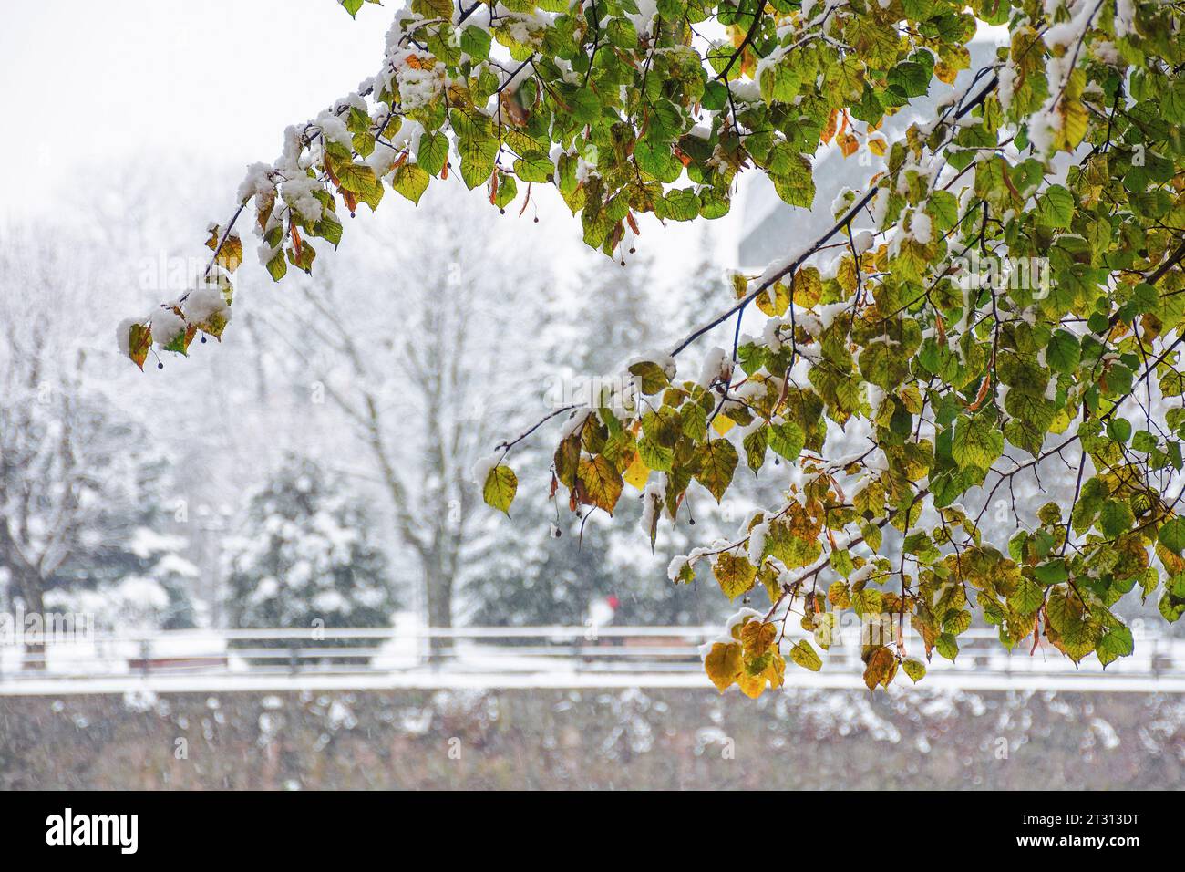 colorful foliage on the branch in show. urban scenery background in winter Stock Photo