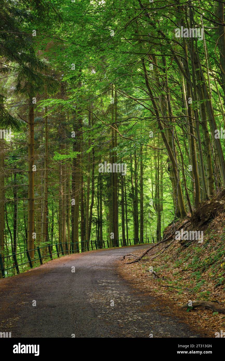 Asphalt Road Through Primeval Beech Forest Of Vihorlat In Slovakia 