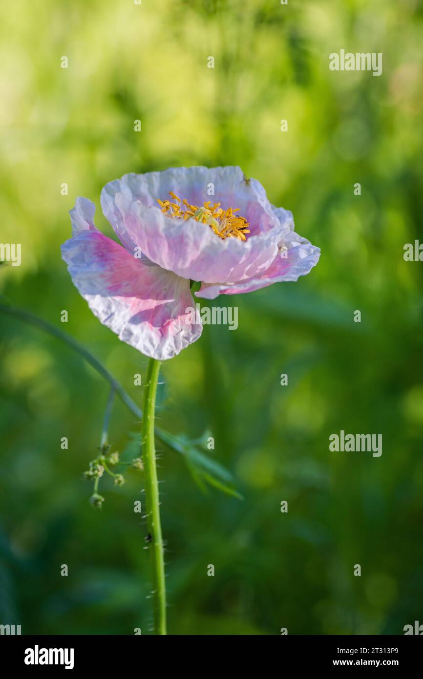 Texas spring wildflower, poppies, larkspur, pastel color, bright native