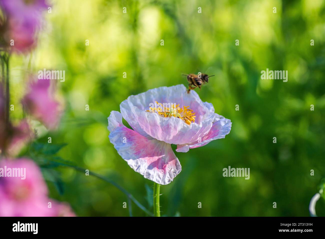 Texas spring wildflower, poppies, larkspur, pastel color, bright native