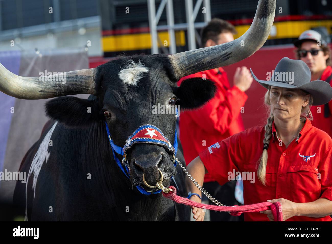 AUSTIN, TX - OCTOBER 22: a longhorn steer named Tex from Cross T Ranch ...