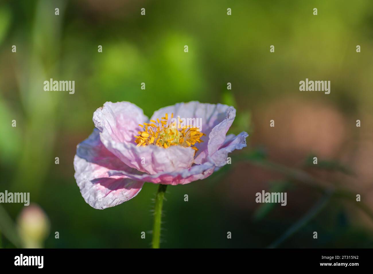 Texas spring wildflower, poppies, larkspur, pastel color, bright native