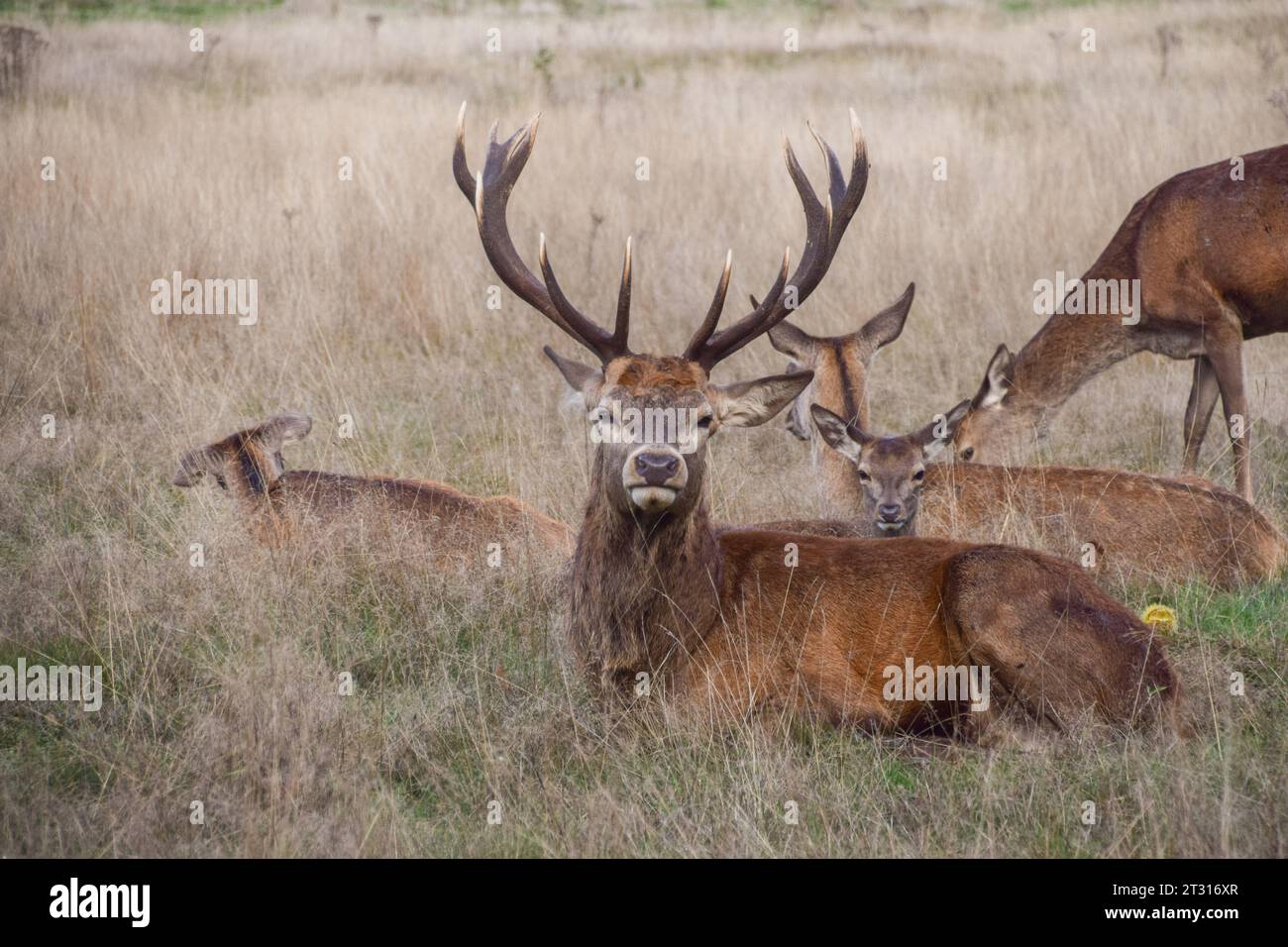 Stag Mateing Ritual London, UK. 22nd October 2023. A stag relaxes with a group of does ...
