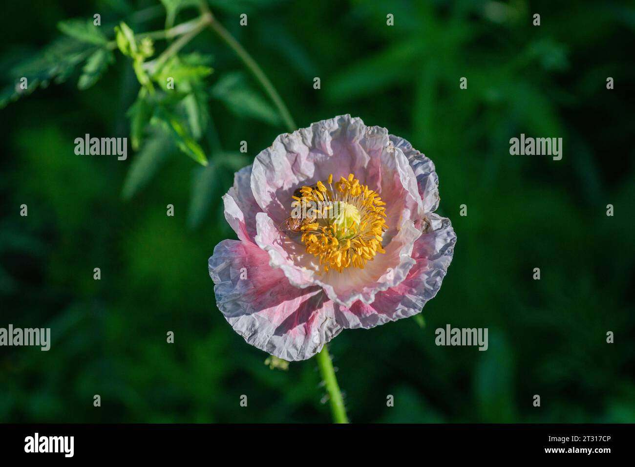 Texas spring wildflower, poppies, larkspur, pastel color, bright native