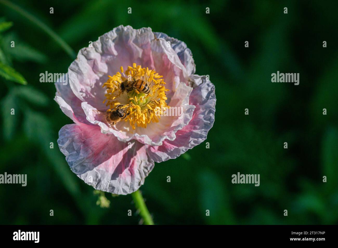 Texas spring wildflower, poppies, larkspur, pastel color, bright native