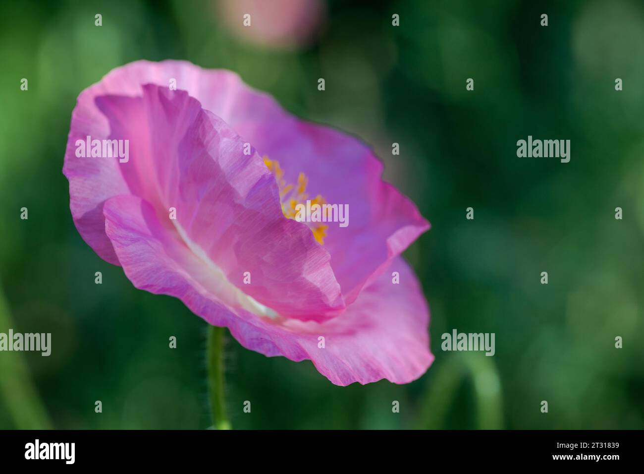 Texas spring wildflower, poppies, larkspur, pastel color, bright native