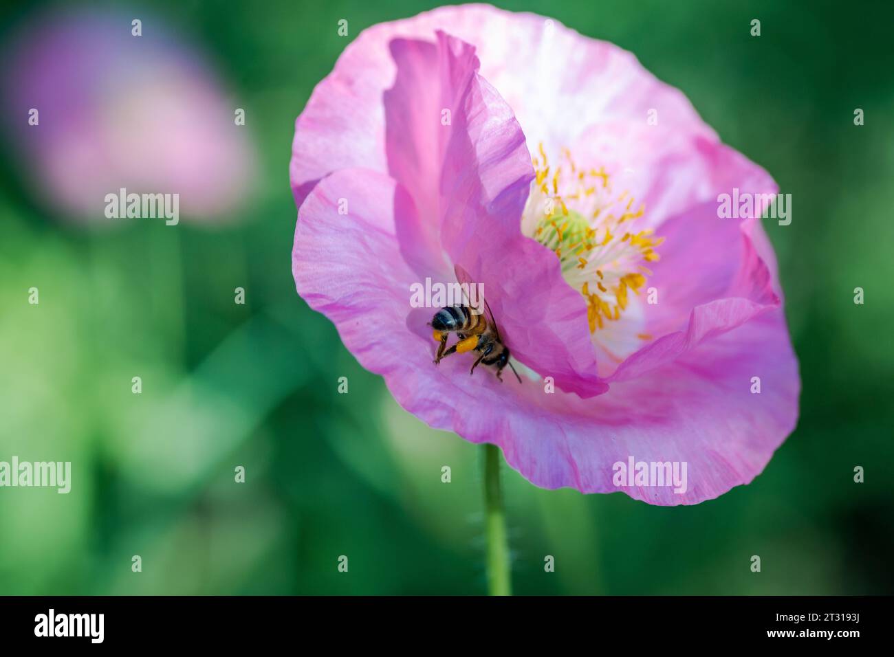 Texas spring wildflower, poppies, larkspur, pastel color, bright native