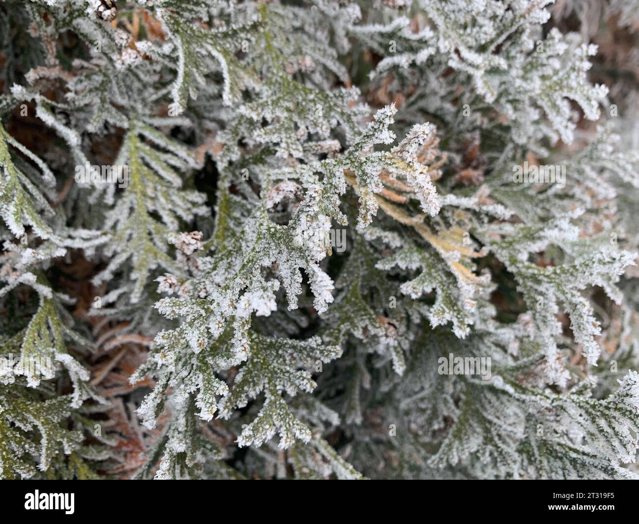 Frost on a thuja leaf close-up. Winter background Stock Photo