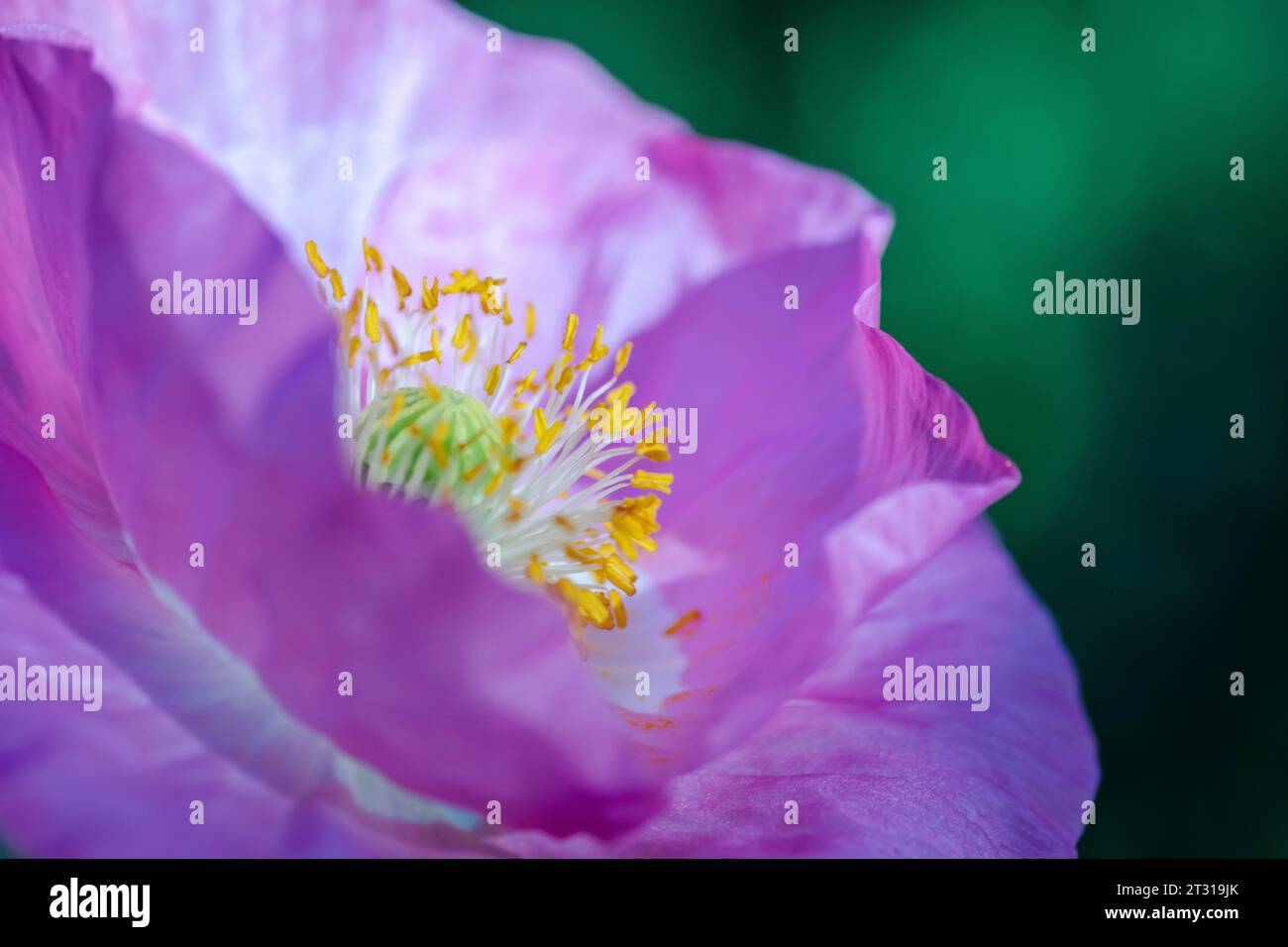 Texas spring wildflower, poppies, larkspur, pastel color, bright native