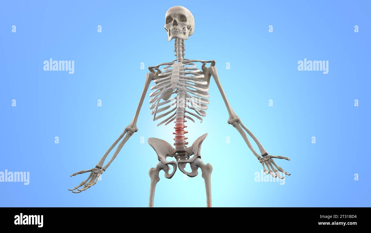Anatomy of Human Spine. Lower back pain and human backache Stock Photo